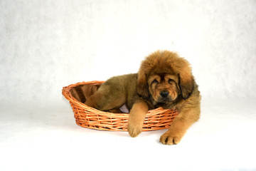 Pies Mastiff Tybetański © DesignArt.pl