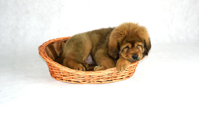 Pies Mastiff Tybetański © DesignArt.pl