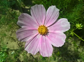 Obraz premium Mexican Aster (Cosmos). White pink flower in shine of the sun. Grass in the background
