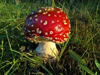 Mushroom Toadstool Immature