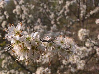 Prunus spinosa (blackthorn, sloe) - the flower