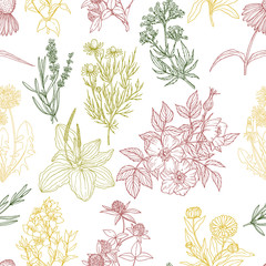 Fototapety  Vector seamless pattern, white background and color medicinal herbs and flowers