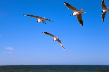White wild seagulls fly over the sea on background of blue sky