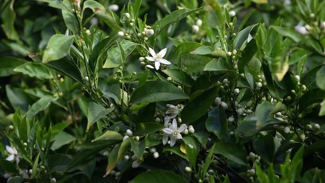 Fiori d'arancio mossi da una leggera brezza