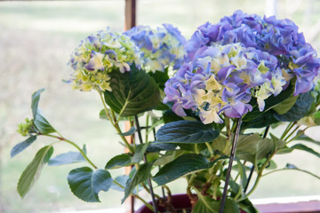Blaue Hortensien Blumen Topf Frühling Flieder Farben Blüten