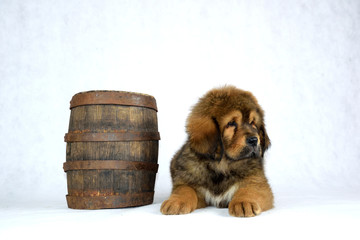 Pies Mastiff Tybetański  © DesignArt.pl