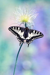 Swallowtail butterfly.