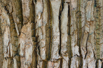 Naklejka premium Bark background