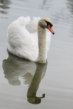 cigno