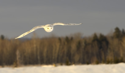 Harfang des neiges vers une proie