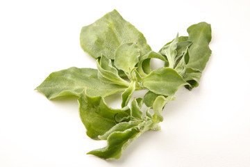 アイスプラント