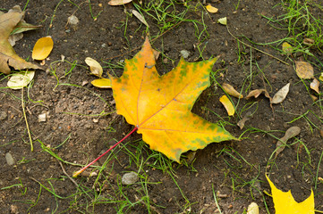 Autumn golden orange maple leaf lying on the ground