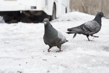 Pigeon in the snow