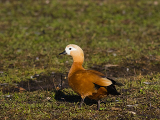 Female Ruddy shelduck Tadorna ferruginea on dirty ground, selective focus, shallow DOF