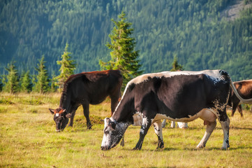 A Cows grazing in a meadow among the mountains. Beautiful mountain view, green grass.

