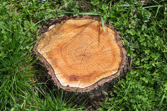 Tree stump on the green grass