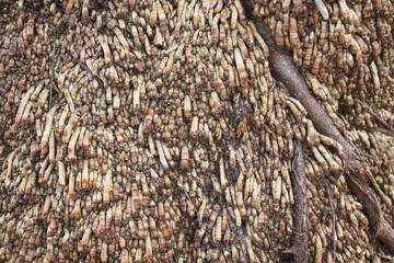 root