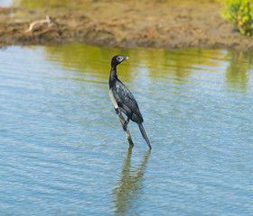 Fototapeta premium Great Cormorant (Phalacrocorax carbo) perched on a wooden pole in the water
