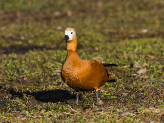 Female Ruddy shelduck Tadorna ferruginea on dirty ground, selective focus, shallow DOF