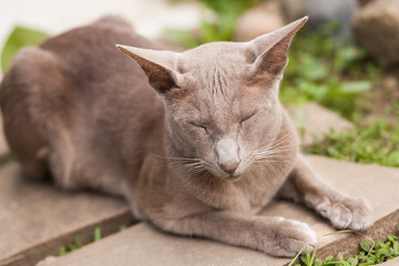Sleeping Cat On Concrete Tile In Summer Garden Outdoors.