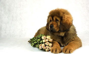 Pies Mastiff Tybetański  © DesignArt.pl