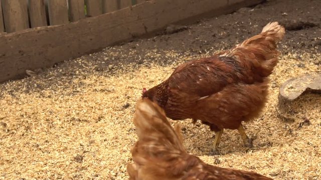 chickens grazing in a paddock. Slow motion