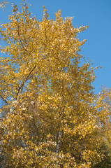 Yellow autumn birch foliage against a clear blue sky background