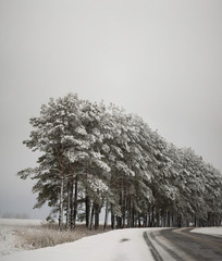 Lonely snow-covered trees in the field. Mainly cloudy