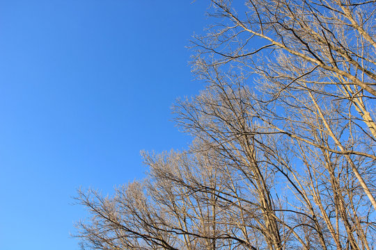Spring blue sky and trees