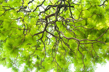 texture of green leaf on white background
