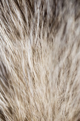 Hair on the cat as a background