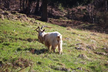 Obraz premium Caprone delle Orobie a Camerata Cornello, Alpi Orobie, Italia