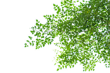 Naklejka premium texture of green leaf on white background