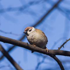 Eurasian Tree Sparrow, Passer montanus, close-up portrait in branches against sky, selective focus, shallow DOF