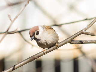Eurasian Tree Sparrow, Passer montanus, close-up portrait in branches with bokeh background, selective focus, shallow DOF