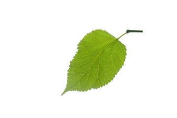 Fototapeta premium Green leafs isolated.