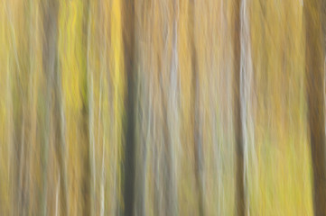 Abstract forest