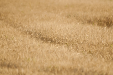 wheat field