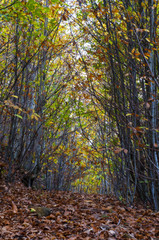 Obraz premium Fairy forest