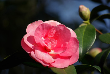 Camélia rose au printemps au jardin
