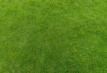 Fototapeta na wymiar green grass pattern from golf course at sunset tim