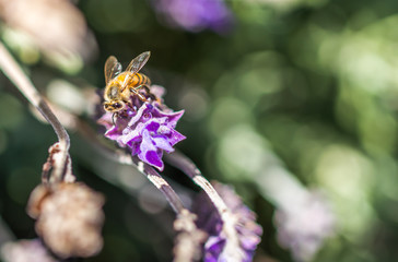 Abelha na flor.