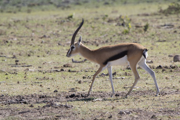 Naklejka na ściany i meble The male of Thompson's gazelle who walks on a dry savanna on a hot day