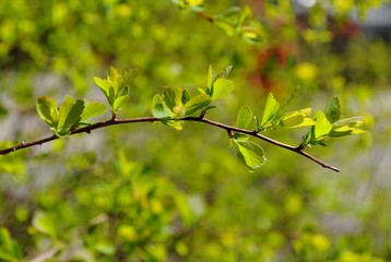 twig Forsythia