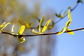 twig Forsythia