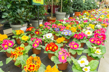 Flowers blooming in springtime in the countryside, UK.