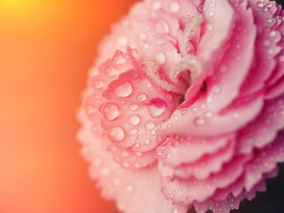 Morning dew on Carnation