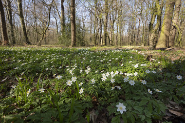 Buschwindröschen (Anemone nemorosa) im Wald, Nordrhein-Westfalen, Deutschland, Europa