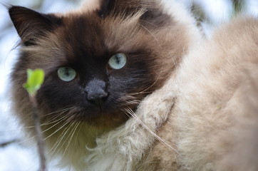 kot neva masquerade © Anna