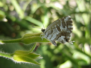 Butterfly on the wildflower